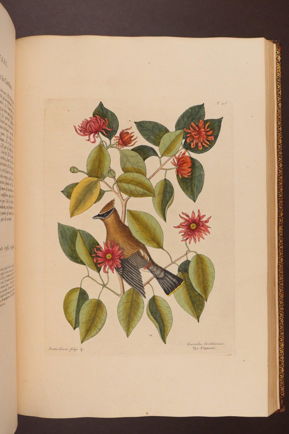 Plate 46